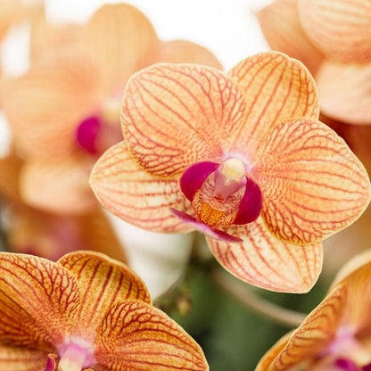Lot de 2 ou 4 orchidées orange Phalaenopsis 'Jamaica' - Pot 9 cm