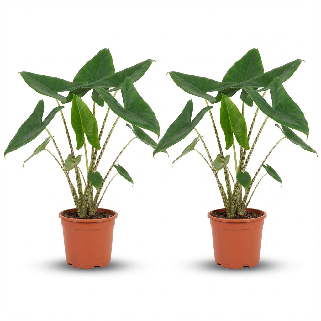 Alocasia Zebrina - Lot de 2 plantes - Pot de 21cm - Hauteur 70 - 75cm