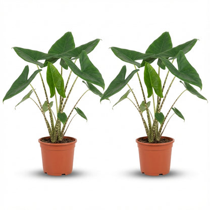 Alocasia Zebrina - Lot de 2 plantes - Pot de 21cm - Hauteur 70 - 75cm