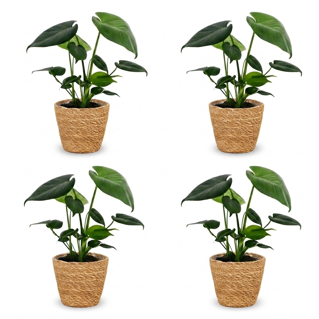 Quatre Monstera Deliciosa en pot, avec des feuilles vertes luxuriantes, chacun dans un élégant cache-pot en fibre naturelle tressée