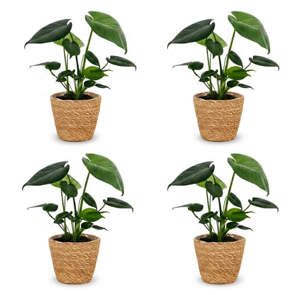 Quatre Monstera Deliciosa en pot, avec des feuilles vertes luxuriantes, chacun dans un élégant cache-pot en fibre naturelle tressée
