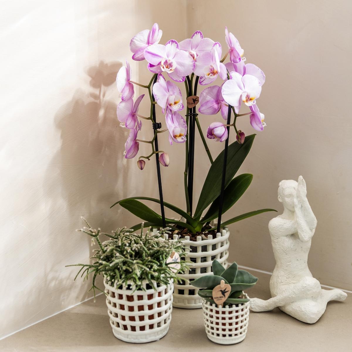 Lot de 2 ou 4 orchidées roses Phalaenopsis 'Xanion' - Pot 12 cm