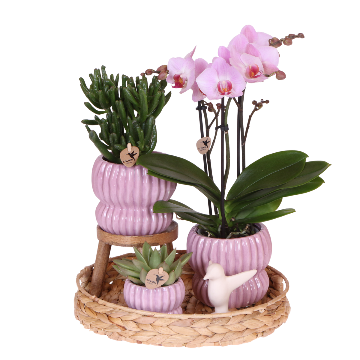 Coffret cadeau orchidée et 2 succulentes en cache-pots côtelés pastel - Pot 9 cm