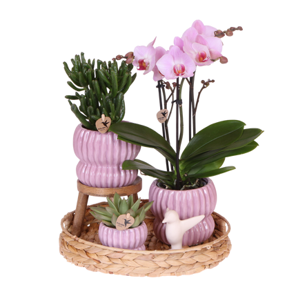Coffret cadeau orchidée et 2 succulentes en cache-pots côtelés pastel - Pot 9 cm