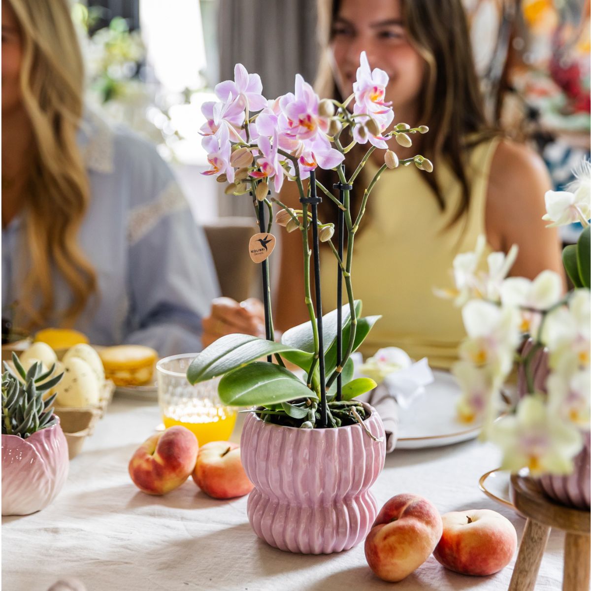 Coffret cadeau orchidée et 2 succulentes en cache-pots côtelés pastel - Pot 9 cm