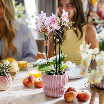Coffret cadeau orchidée et 2 succulentes en cache-pots côtelés pastel - Pot 9 cm