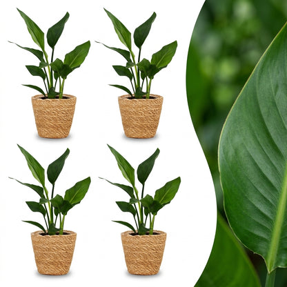 Quatre Strelitzia Reginea, ou Oiseau de paradis, avec des feuilles vertes luxuriantes dans leurs cache-pots en panier tressé clair. Un gros