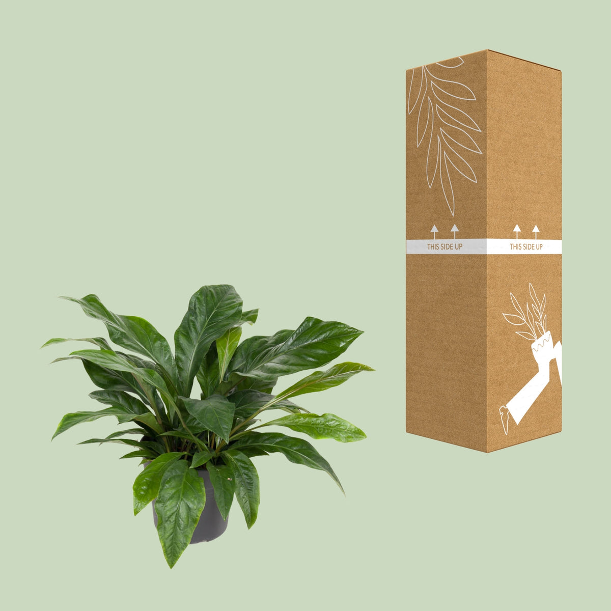 Anthurium Jungle Bush à côté de son carton de livraison renforcé, expédié par notre producteur partenaire