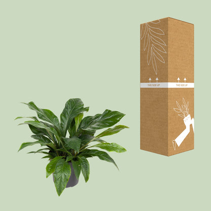 Anthurium Jungle Bush à côté de son carton de livraison renforcé, expédié par notre producteur partenaire