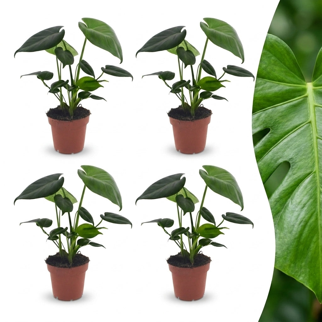 Quatre plants de Monstera Deliciosa en pot de culture marron, avec un gros plan du feuillage vert perforé