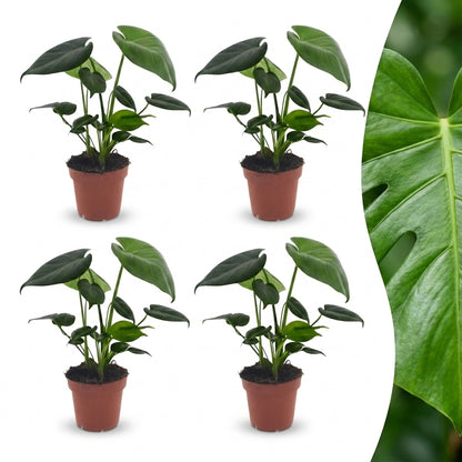 Quatre plants de Monstera Deliciosa en pot de culture marron, avec un gros plan du feuillage vert perforé