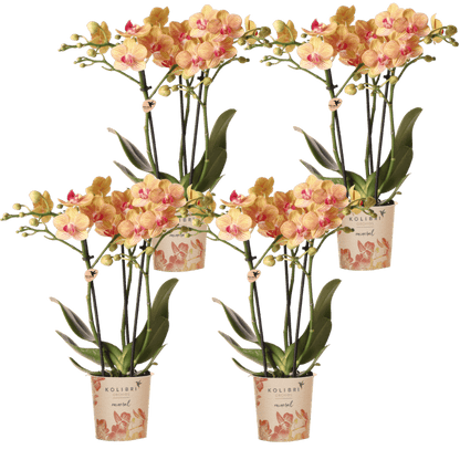 Lot de 2 ou 4 orchidées orange Phalaenopsis 'Jamaica' - Pot 9 cm