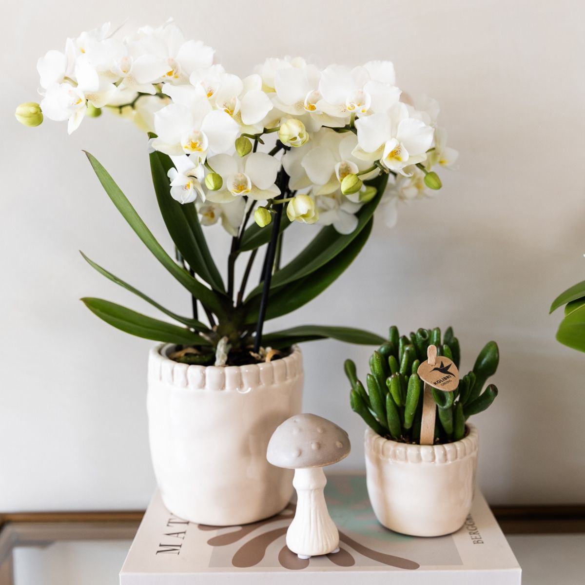 Lot de 2 ou 4 orchidées blanches Phalaenopsis 'Zurich' - Pot 9 cm