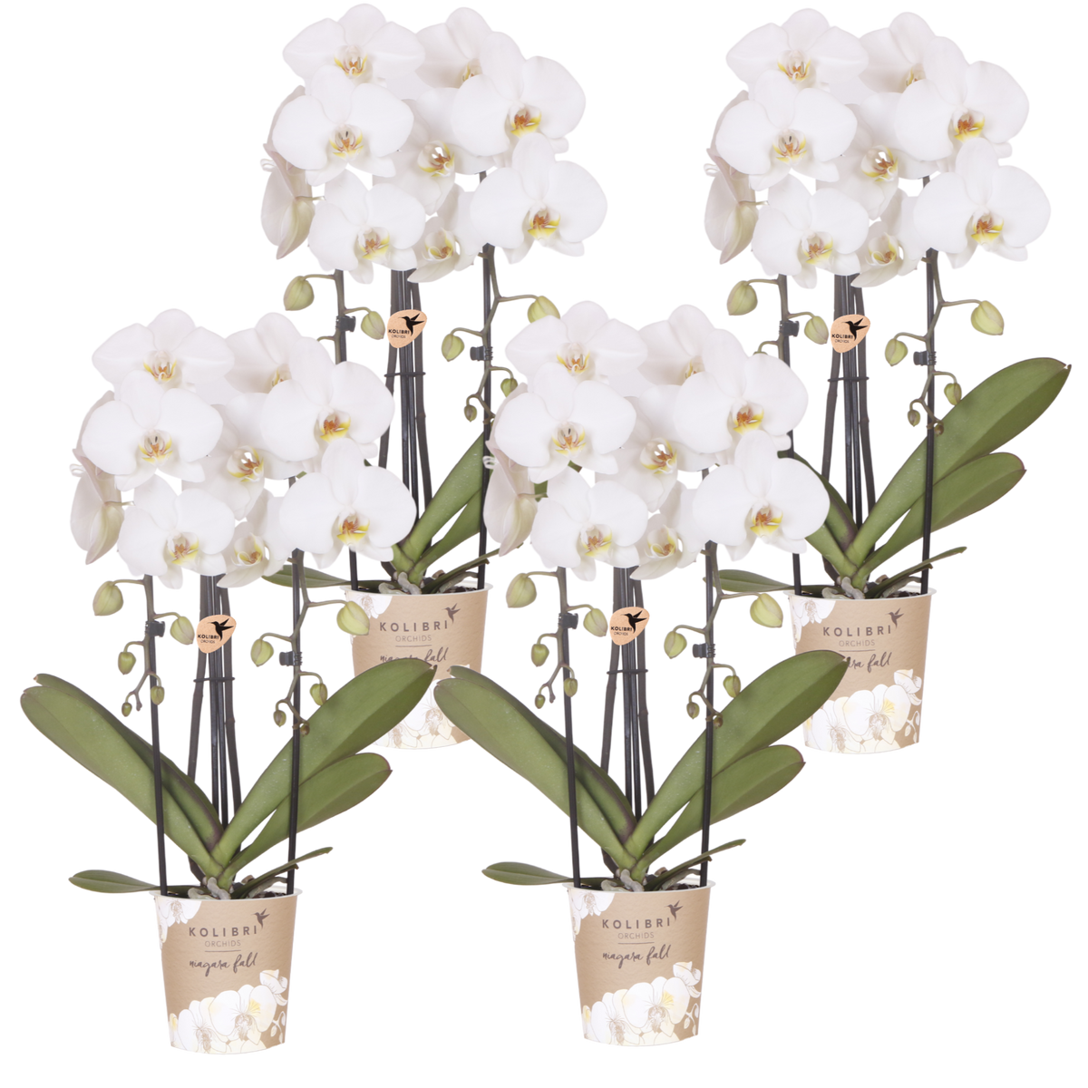 Lot de 2 ou 4 orchidées blanches Phalaenopsis 'Niagara Falls' - Pot 12 cm