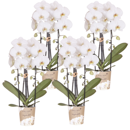 Lot de 2 ou 4 orchidées blanches Phalaenopsis 'Niagara Falls' - Pot 12 cm