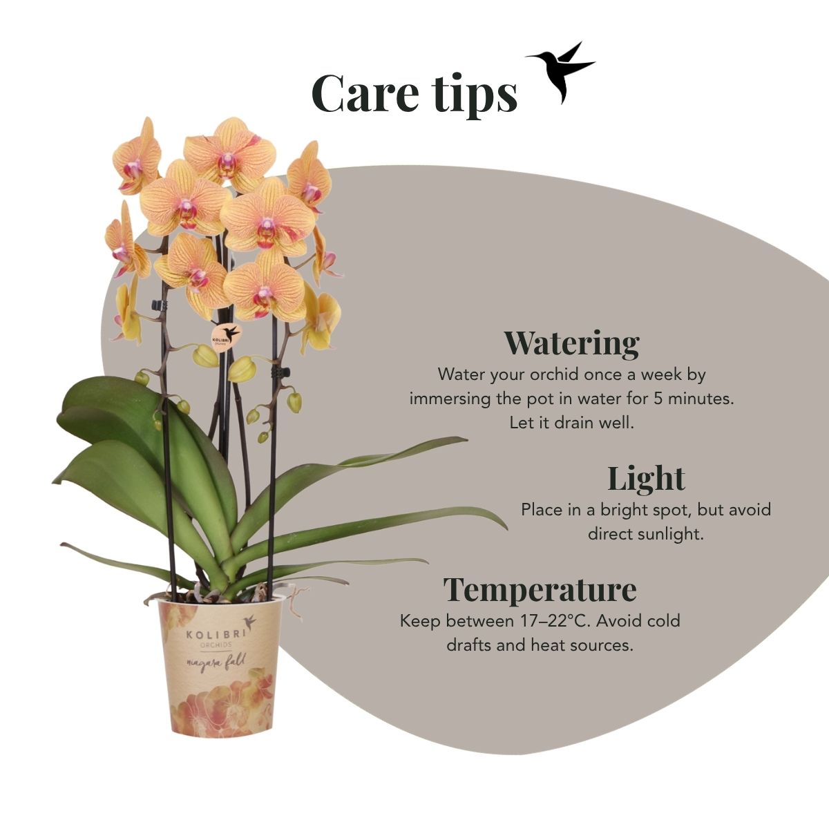 Lot de 2 ou 4 orchidées orange et roses Phalaenopsis 'Sunny Bunny' - Pot 12 cm
