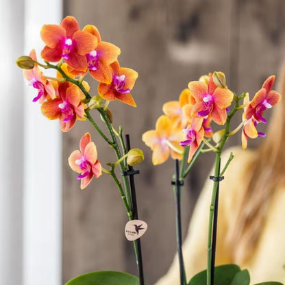 Lot de 2 ou 4 orchidées orange parfumées Phalaenopsis 'Bolgheri' - Pot 9 cm