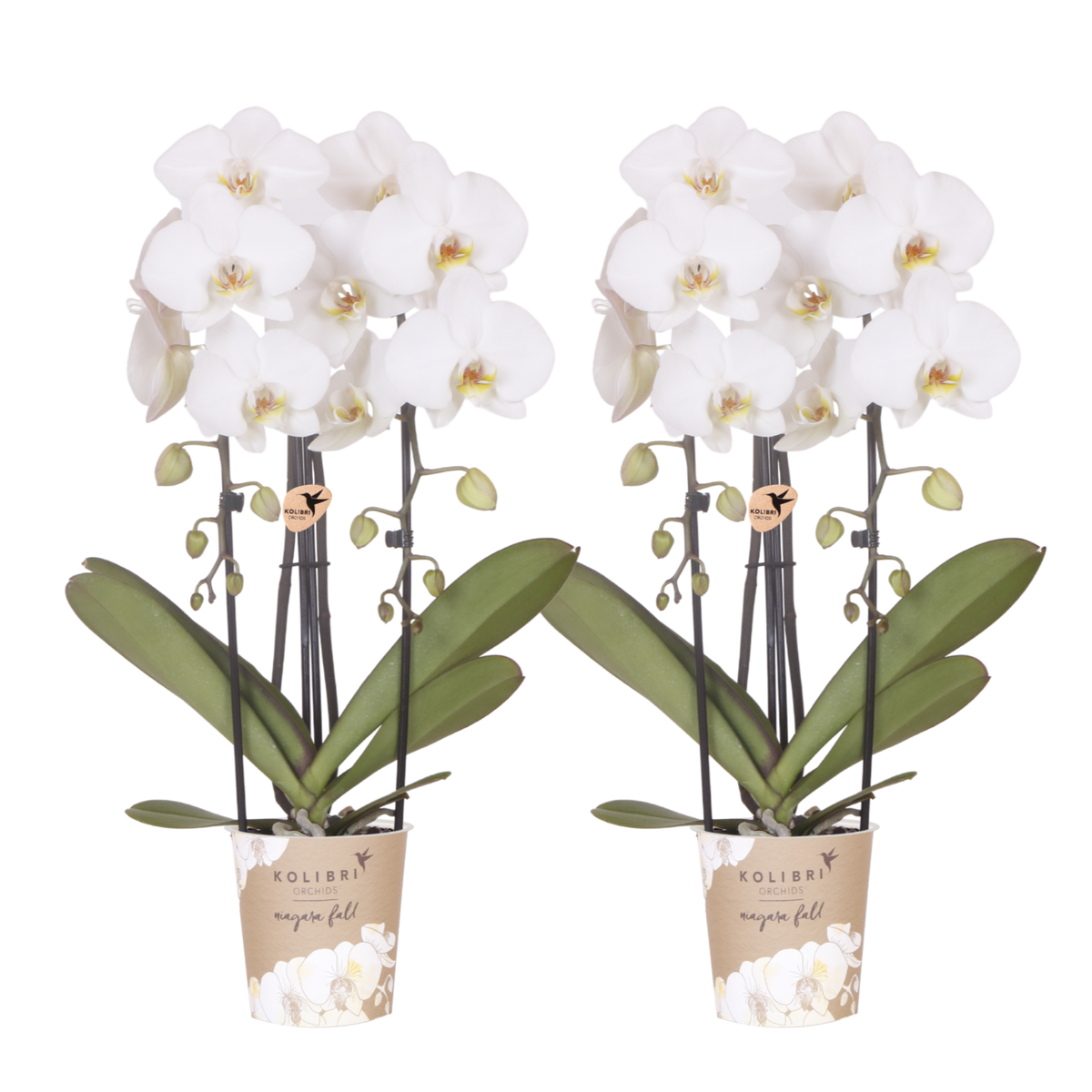 Lot de 2 ou 4 orchidées blanches Phalaenopsis 'Niagara Falls' - Pot 12 cm