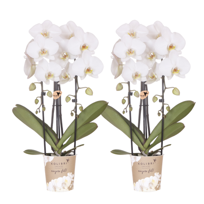 Lot de 2 ou 4 orchidées blanches Phalaenopsis 'Niagara Falls' - Pot 12 cm