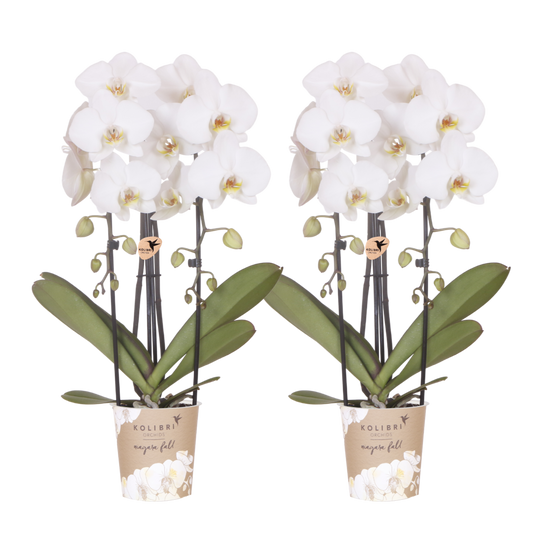 Lot de 2 ou 4 orchidées blanches Phalaenopsis 'Niagara Falls' - Pot 12 cm