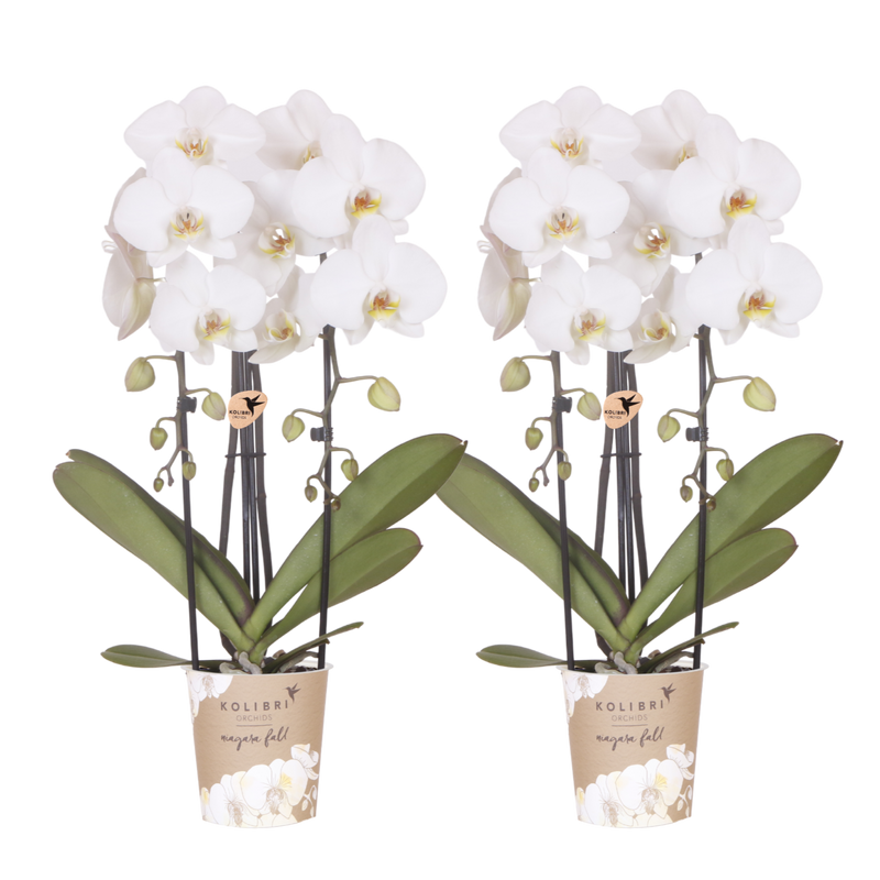 Lot de 2 ou 4 orchidées blanches Phalaenopsis 'Niagara Falls' - Pot 12 cm