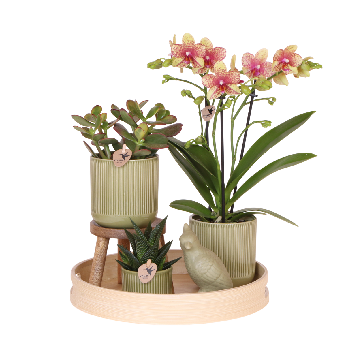 Coffret cadeau orchidée orange et jaune et succulentes en cache-pots vert rétro - Pot 9 cm