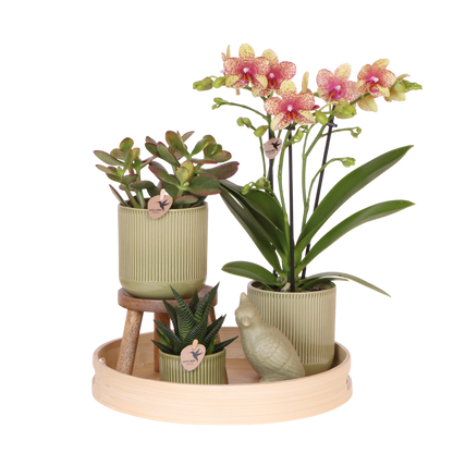 Coffret cadeau orchidée orange et jaune et succulentes en cache-pots vert rétro - Pot 9 cm