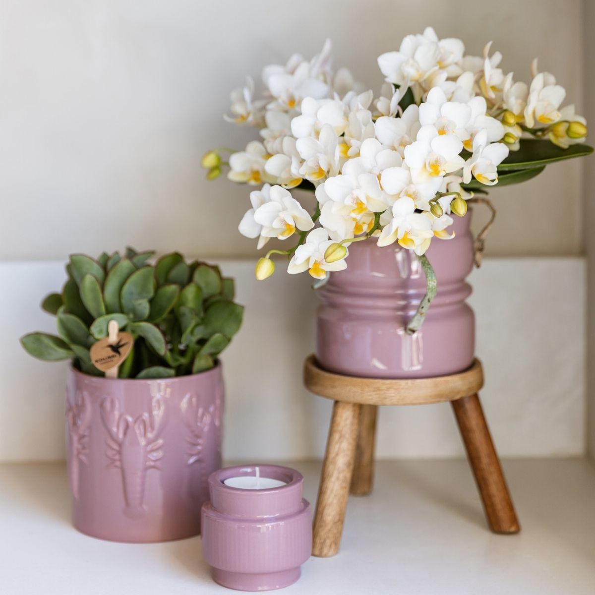 Lot de 2 ou 4 orchidées blanches Phalaenopsis 'Nazaré' - Pot 9 cm