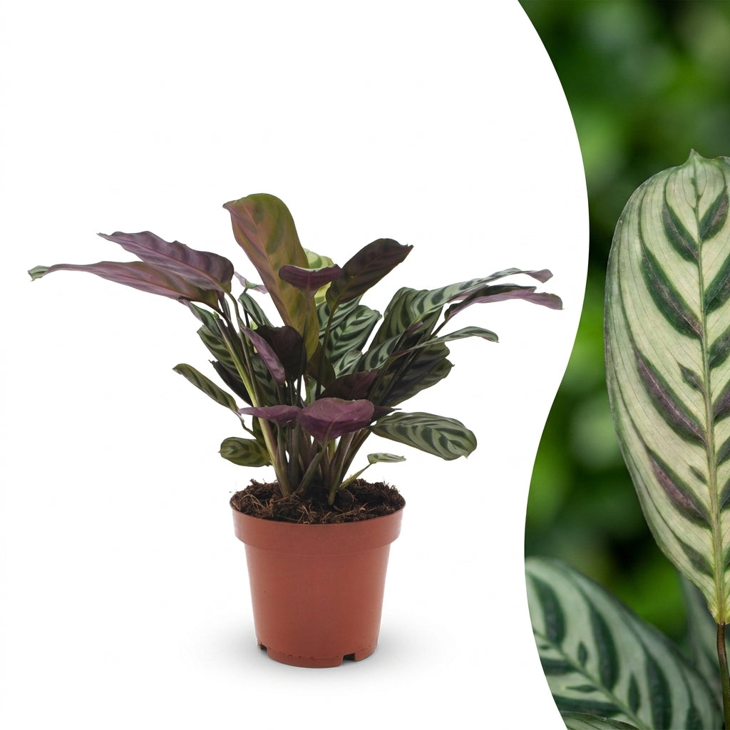 Ctenanthe Burle Marxii, plante de la prière arête de poisson dans son pot, avec un gros plan de son feuillage panaché vert et violet