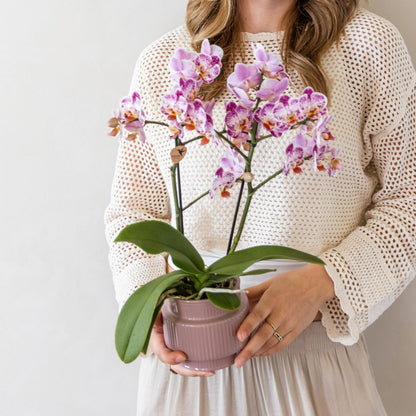 Coffret cadeau orchidée et succulente en cache-pots nervurés - Pot 9 cm