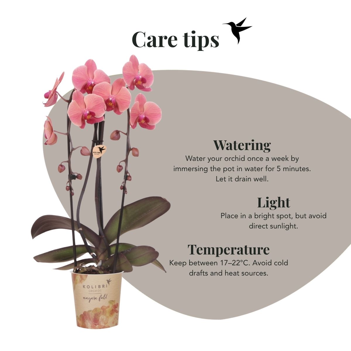 Lot de 2 ou 4 orchidées rose saumon Phalaenopsis 'Narbonne' - Pot 12 cm
