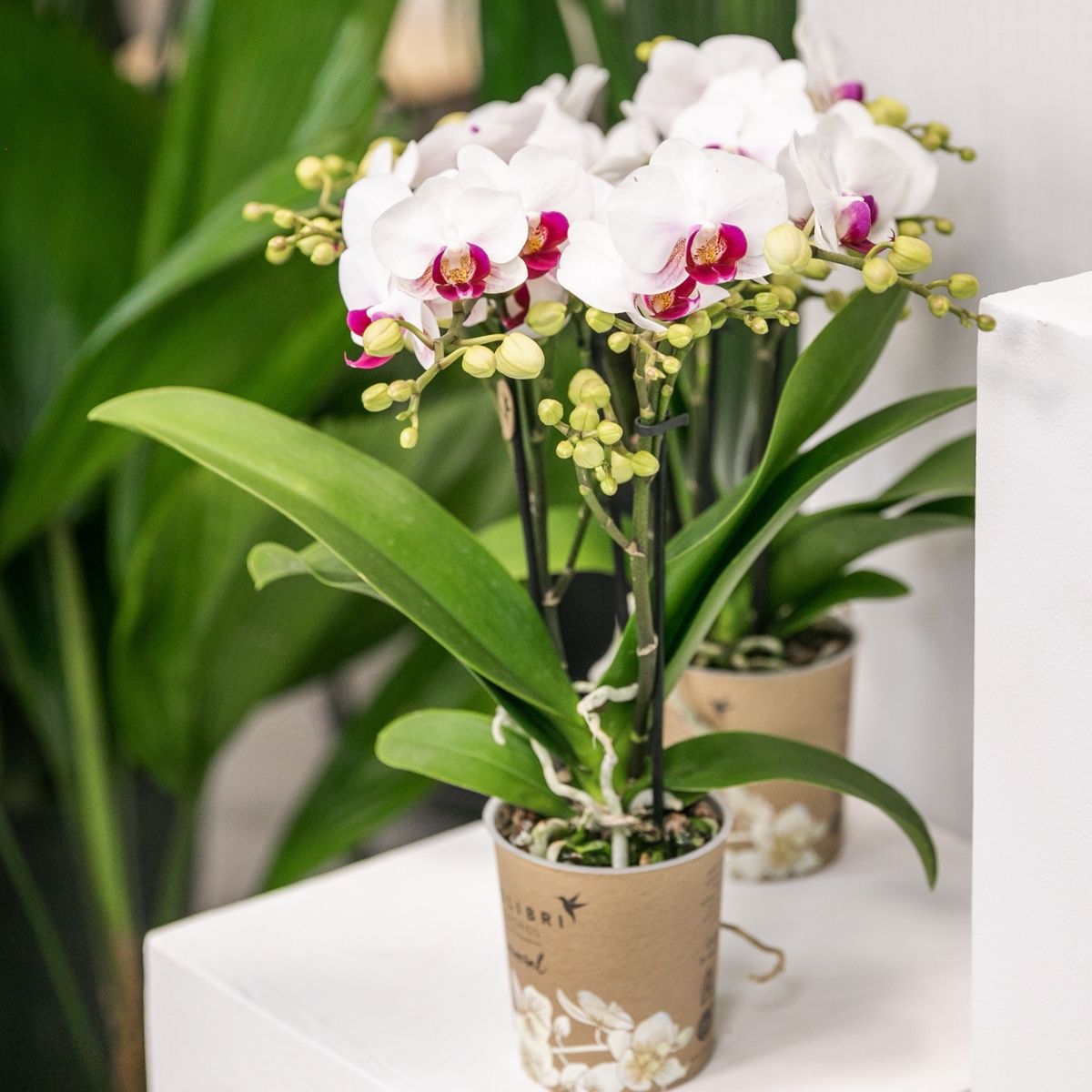 Lot de 2 ou 4 orchidées blanches au cœur rouge Phalaenopsis 'Gibraltar' - Pot 9 cm