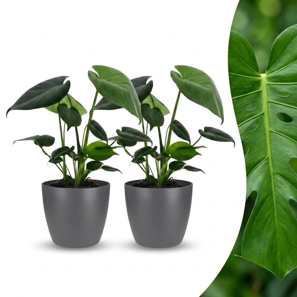 Deux jeunes Monstera Deliciosa aux feuilles vertes foncées dans leurs cache-pots gris, et un gros plan détaillé d'une grande feuille