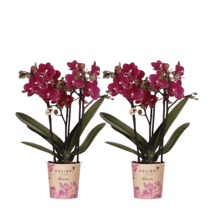 Lot de 2 ou 4 orchidées violettes Phalaenopsis 'Chamonix' - Pot 9 cm