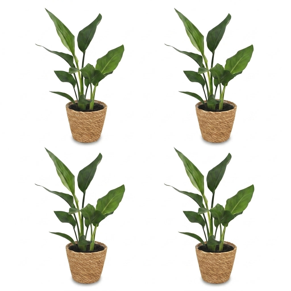 Quatre plants de Strelitzia Reginea, oiseaux de paradis, avec un feuillage vert éclatant, chacun dans un cache-pot panier en fibre