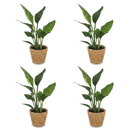 Quatre plants de Strelitzia Reginea, oiseaux de paradis, avec un feuillage vert éclatant, chacun dans un cache-pot panier en fibre