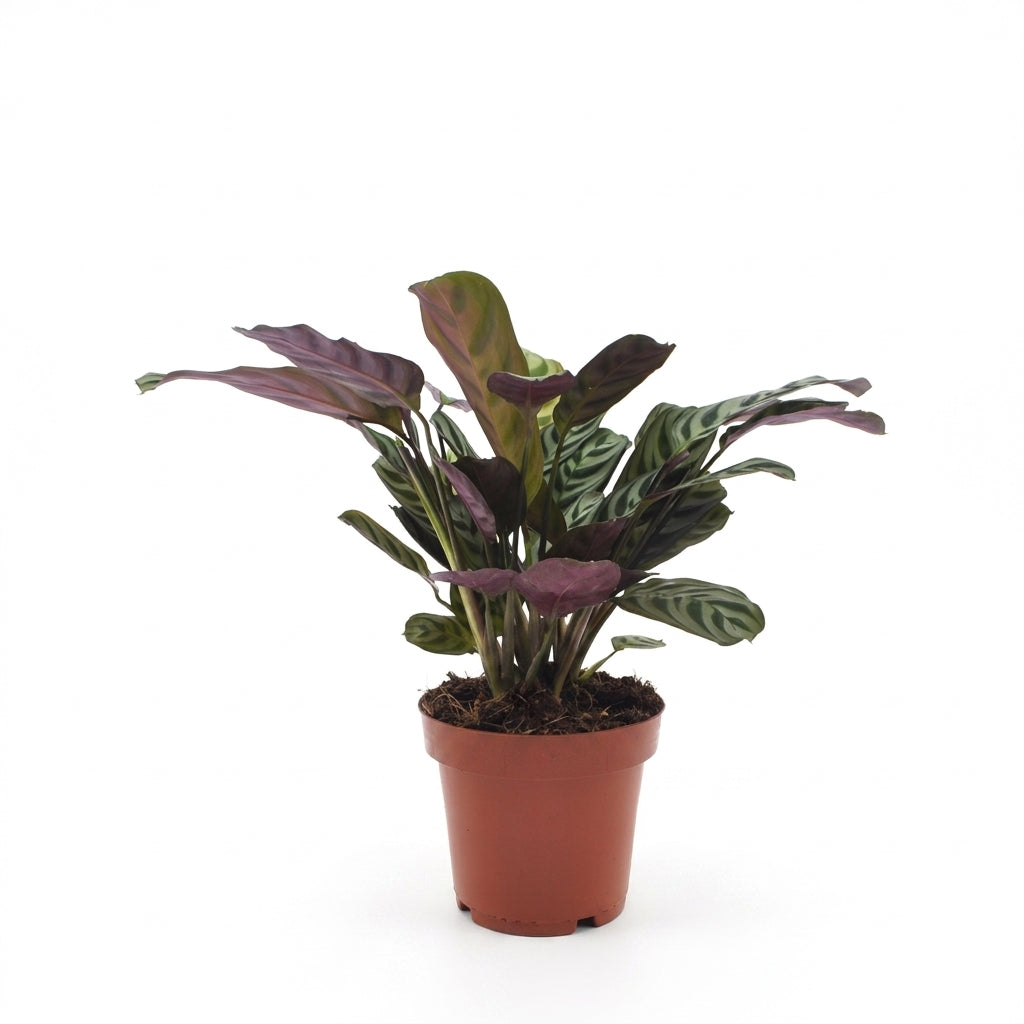Ctenanthe Burle Marxii, la plante de la prière arête de poisson, avec ses feuilles rayées vertes et violettes, dans un pot de 12cm marron