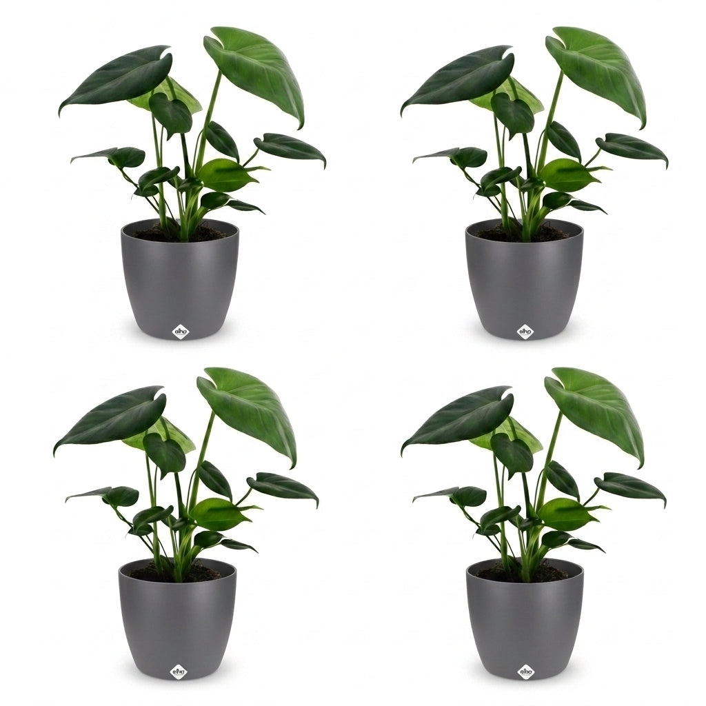 Quatre plants de Monstera Deliciosa avec de belles feuilles vertes intenses, chacun présenté dans un cache-pot gris mat, sur un fond blanc