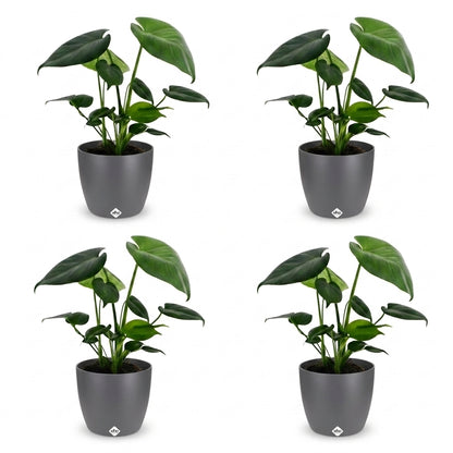 Quatre plants de Monstera Deliciosa avec de belles feuilles vertes intenses, chacun présenté dans un cache-pot gris mat, sur un fond blanc