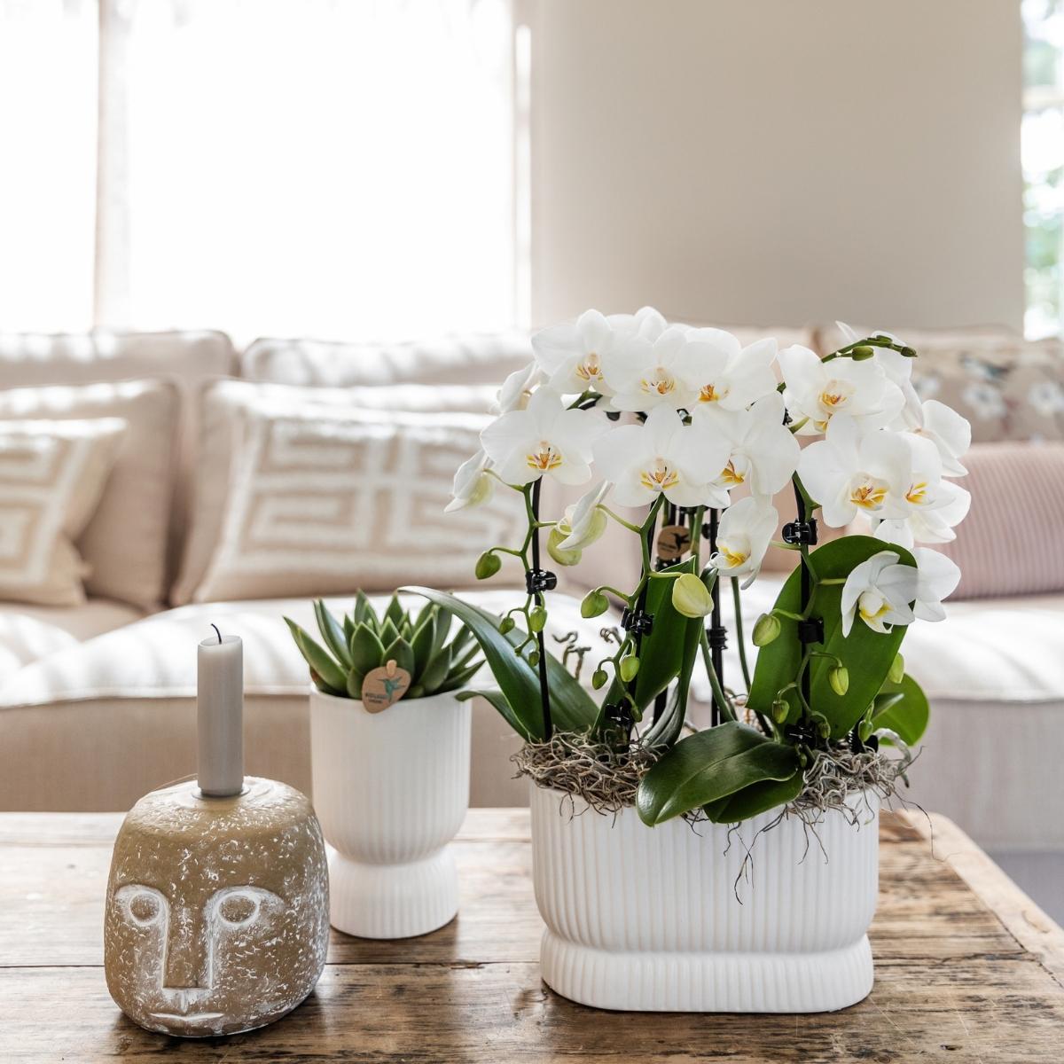 Lot de 2 ou 4 orchidées blanches Phalaenopsis 'Niagara Falls' - Pot 9 cm