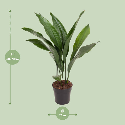 Dimensions de l'Aspidistra elatior livré : pot de 17 cm et hauteur de 70 cm