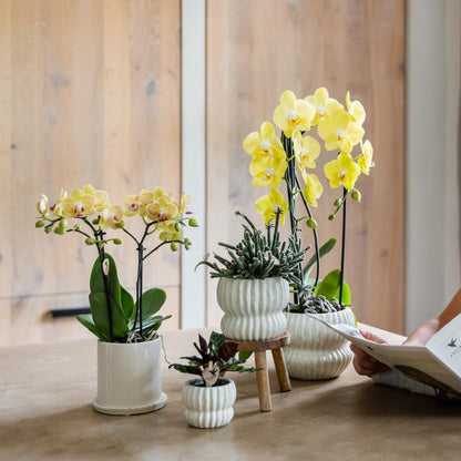 Lot de 2 ou 4 orchidées jaunes Phalaenopsis 'Lima' - Pot 9 cm