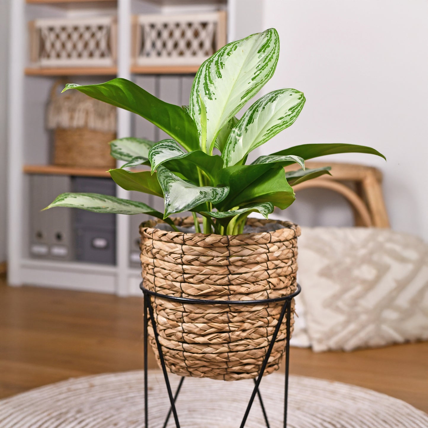 Aglaonema Silver Bay au feuillage argenté et vert posé dans un cache-pot en osier tressé sur un support en métal noir dans une pièce