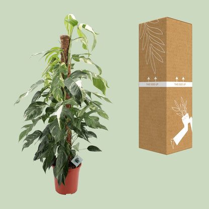 Epipremnum pinnatum Albo à côté de son carton de livraison renforcé, expédié par notre producteur partenaire