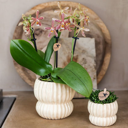 Coffret cadeau orchidée et 2 succulentes en cache-pots côtelés pastel - Pot 9 cm