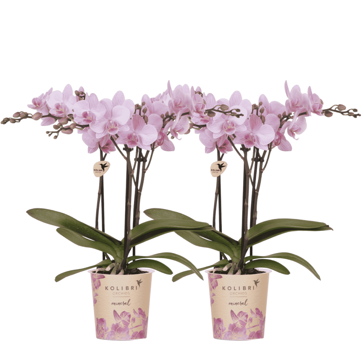 Lot de 2 ou 4 orchidées roses Phalaenopsis 'Chamberry' - Pot 9 cm