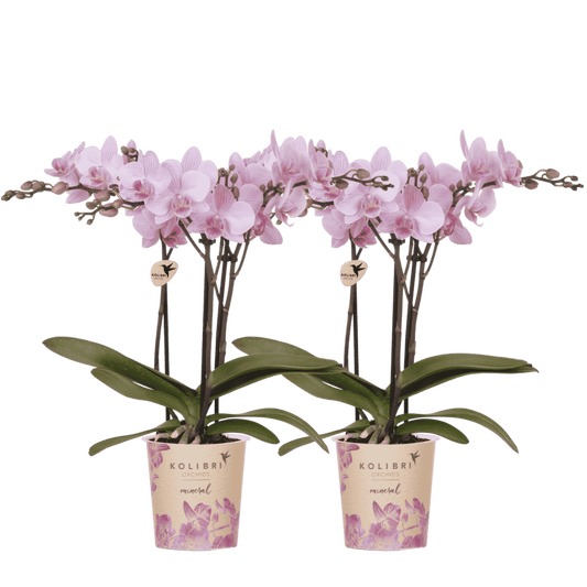 Lot de 2 ou 4 orchidées roses Phalaenopsis 'Chamberry' - Pot 9 cm