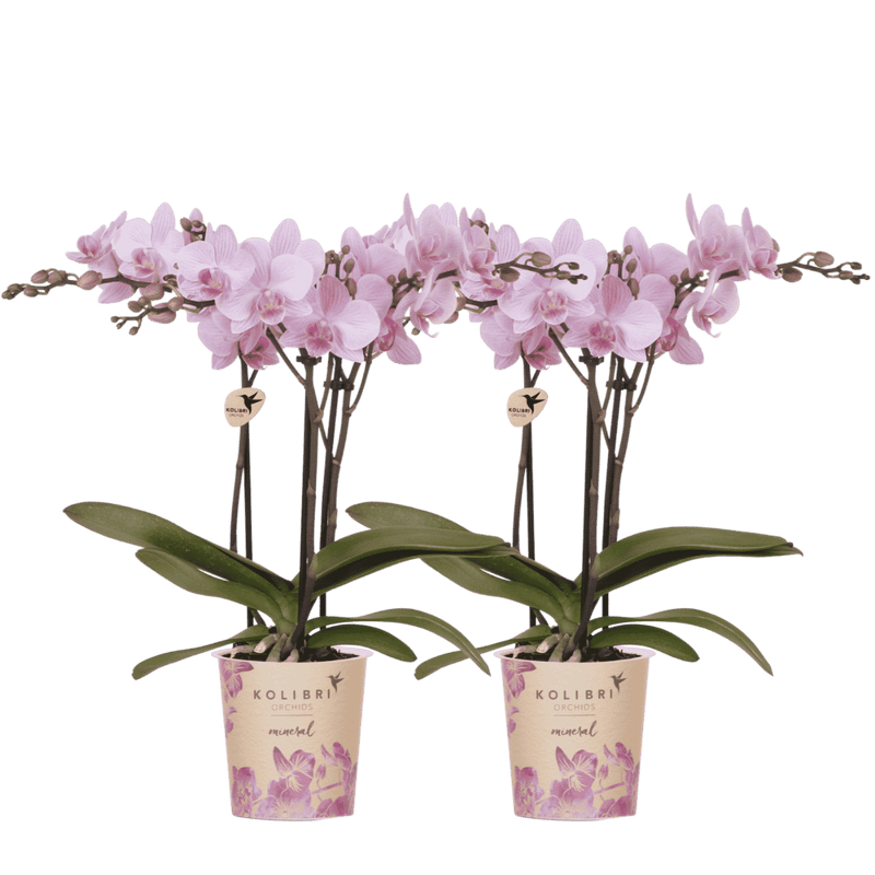 Lot de 2 ou 4 orchidées roses Phalaenopsis 'Chamberry' - Pot 9 cm