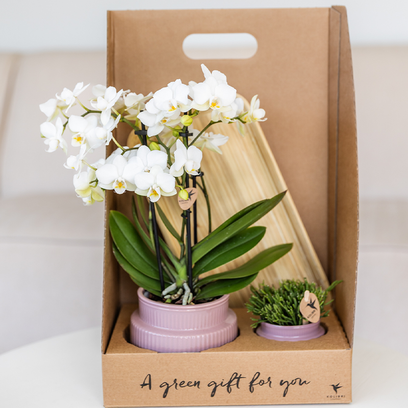 Coffret cadeau orchidée et succulente en cache-pots nervurés - Pot 9 cm