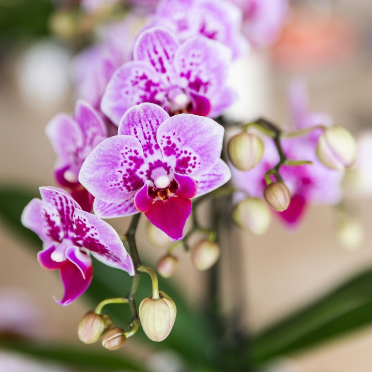 Lot de 2 ou 4 orchidées roses et violettes Phalaenopsis 'El Salvador' - Pot 9 cm